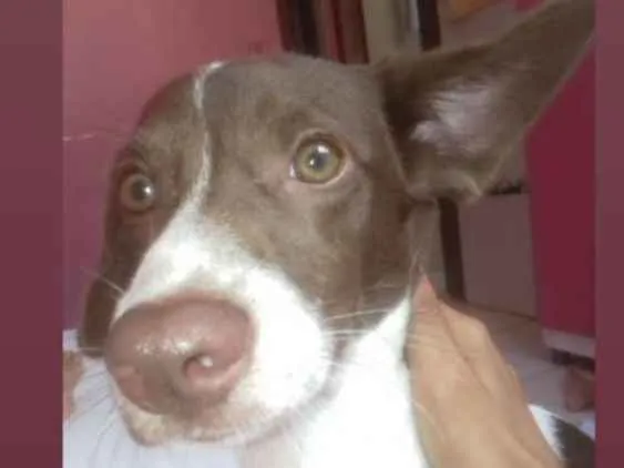 Cachorro ra a Indefinida  idade 1 ano nome Mia