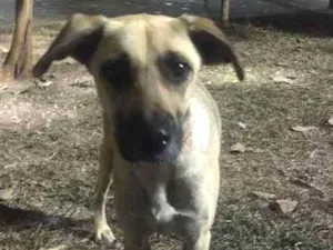 Cachorro raça SRD idade 2 anos nome Tina