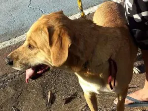 Cachorro raça Vira lata idade 4 anos nome Chiquinho