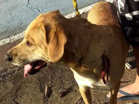 Cachorro ra a Vira lata idade 4 anos nome Chiquinho