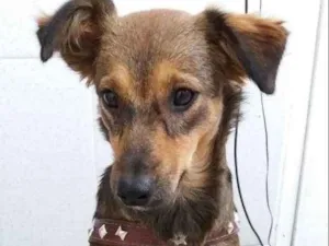 Cachorro raça SRD idade 1 ano nome Thatá