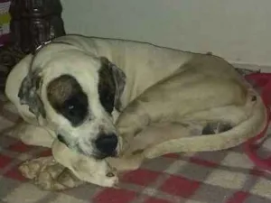 Cachorro raça Dog Alemão idade 5 anos nome Zorro