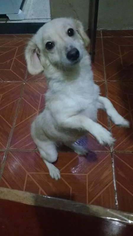 Cachorro raça Poodle com vira lata idade 7 a 11 meses nome Tiffany