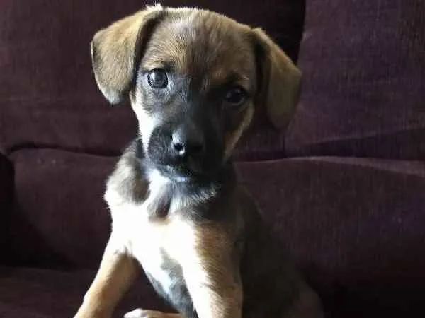 Cachorro ra a vira lata idade Abaixo de 2 meses nome xereta