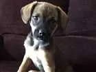Cachorro raça vira lata idade Abaixo de 2 meses nome xereta