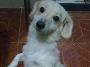 Cachorro raça Poodle com vira lata idade 7 a 11 meses nome Tiffany