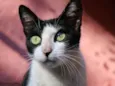 Luma