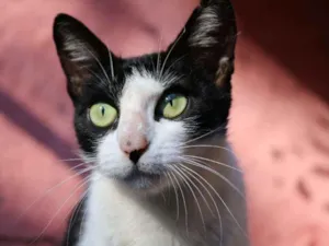 Gato raça srd idade 7 a 11 meses nome Luma