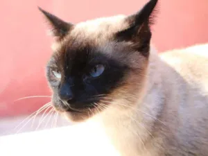 Gato raça SRD idade 2 anos nome Yuri