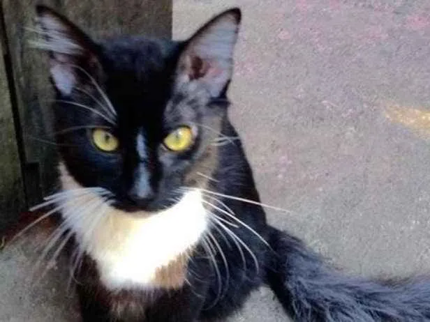 Gato ra a SRD idade 7 a 11 meses nome Colin