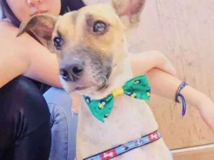 Cachorro raça vira-lata idade 2 anos nome FRED