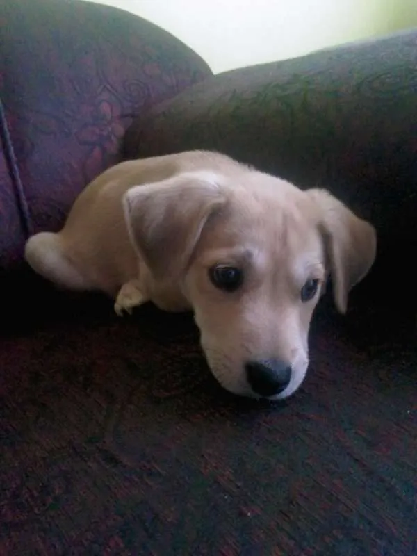 Cachorro ra a Labrador com vira lata idade 2 a 6 meses nome Marly