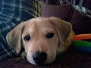 Cachorro raça Labrador com vira lata idade 2 a 6 meses nome Marly