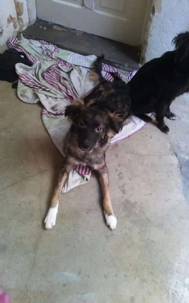 Cachorro ra a  idade 7 a 11 meses nome sem nome