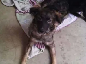 Cachorro raça  idade 7 a 11 meses nome sem nome