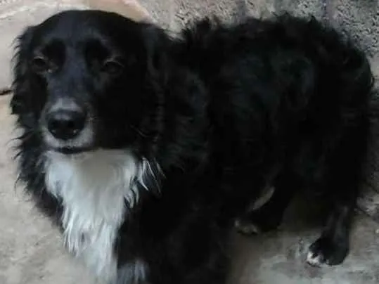 Cachorro ra a Mestiço de Cocker  idade 2 anos nome Neguinho 