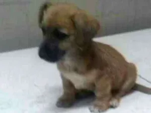 Cachorro raça  idade 2 a 6 meses nome Pitoquinho 