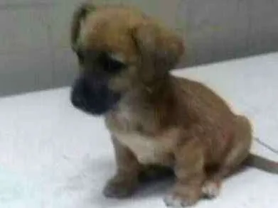 Cachorro ra a  idade 2 a 6 meses nome Pitoquinho 