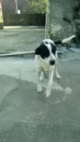 Dudu