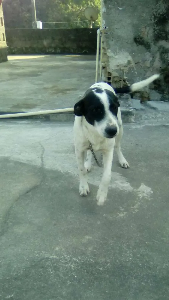 Cachorro raça Mistuado idade 2 a 6 meses nome Dudu