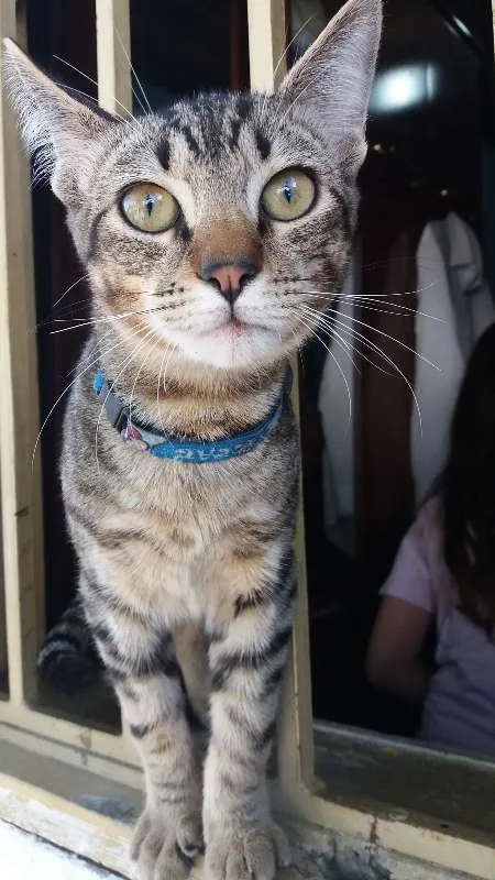 Gato ra a SRD idade 2 a 6 meses nome Jonh