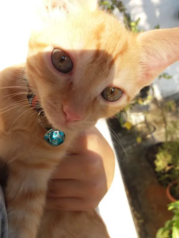 Gato ra a srd idade 2 a 6 meses nome Smith
