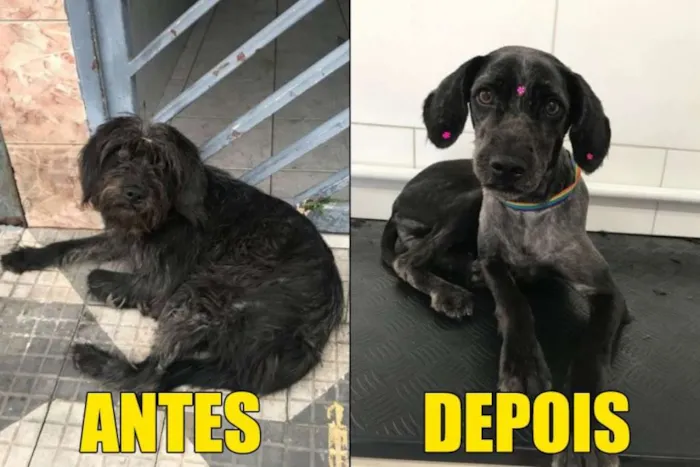 Cachorro ra a  idade 1 ano nome Bela