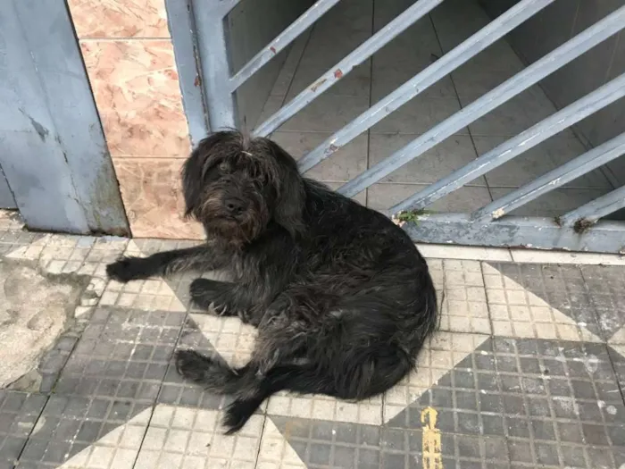 Cachorro ra a  idade 1 ano nome Bela