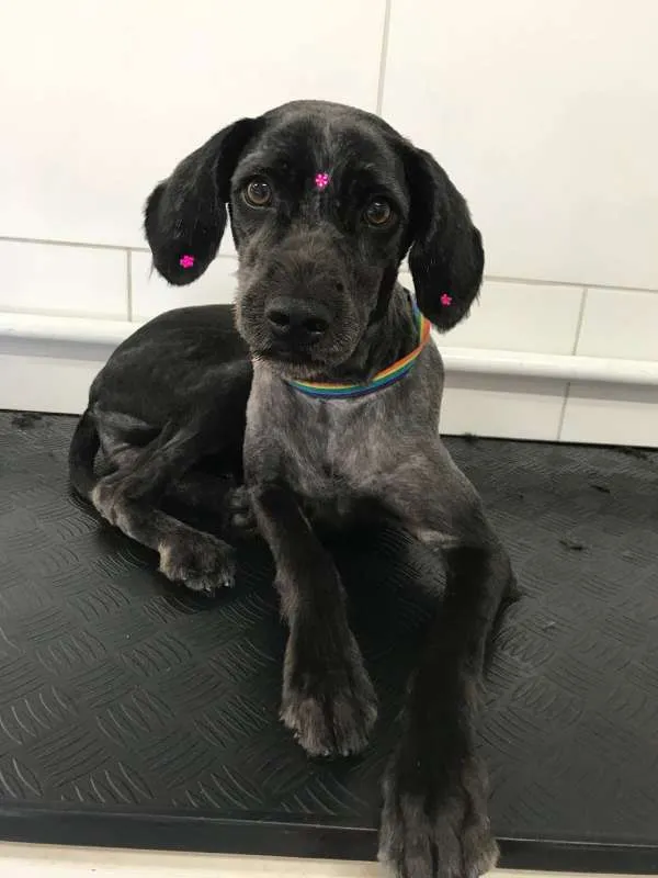 Cachorro ra a  idade 1 ano nome Bela