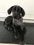 Bela