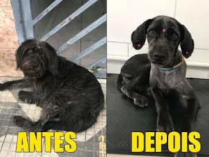 Cachorro raça  idade 1 ano nome Bela