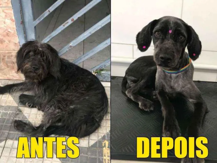 Cachorro ra a  idade 1 ano nome Bela