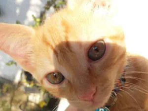 Gato raça srd idade 2 a 6 meses nome Smith