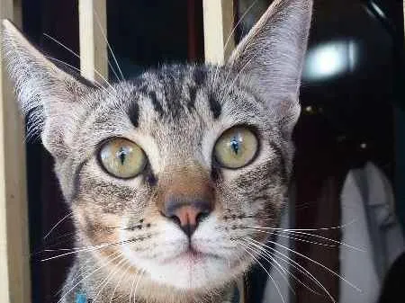 Gato ra a SRD idade 2 a 6 meses nome Jonh