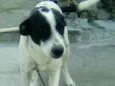 Dudu