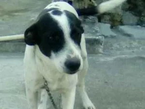 Cachorro raça Mistuado idade 2 a 6 meses nome Dudu