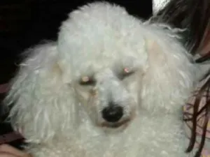 Cachorro raça Poodle idade 6 ou mais anos nome Floquinho