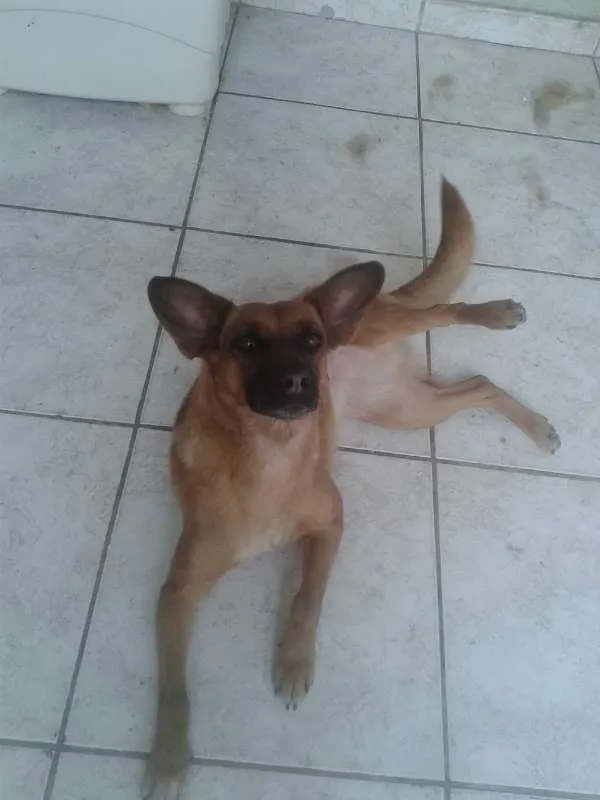 Cachorro raça Vira-lata idade 2 a 6 meses nome Janis Joplin