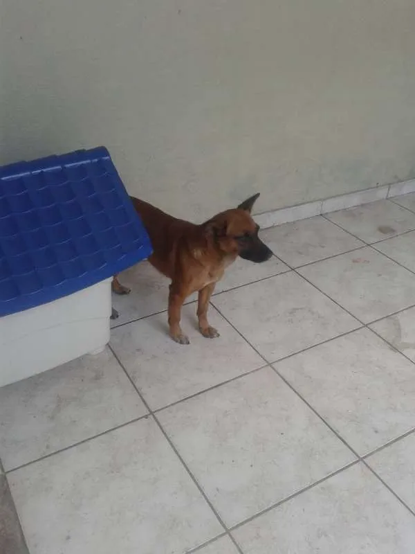 Cachorro raça Vira-lata idade 2 a 6 meses nome Janis Joplin