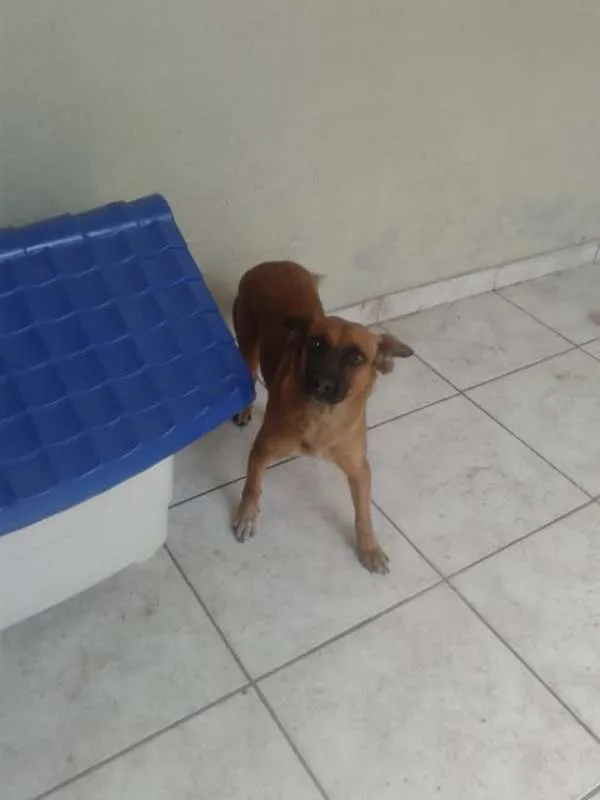 Cachorro raça Vira-lata idade 2 a 6 meses nome Janis Joplin