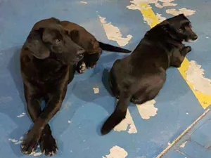 Cachorro raça LABRADOR idade 6 ou mais anos nome NEGÃO