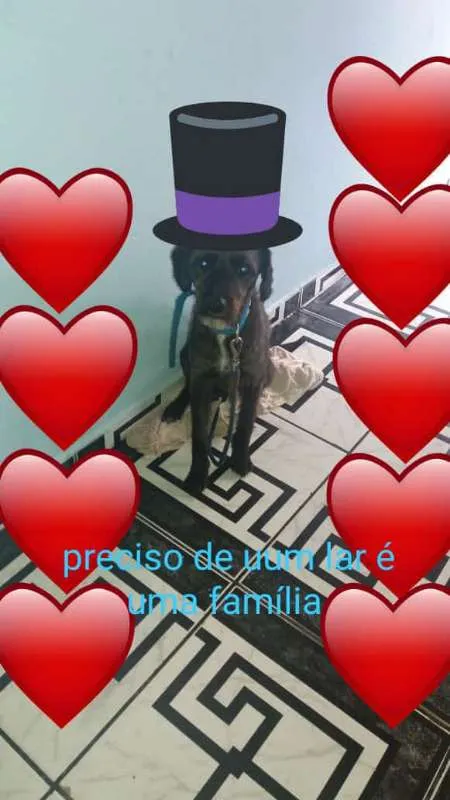 Cachorro ra a SRD idade 1 ano nome Lucky