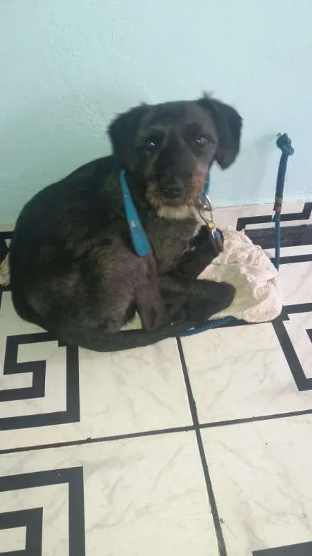Cachorro ra a SRD idade 1 ano nome Lucky