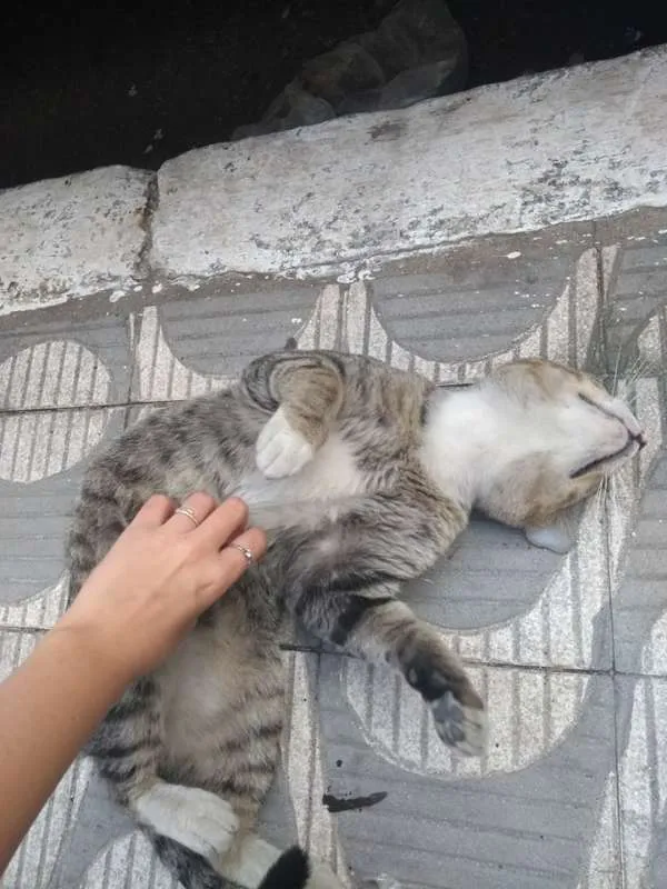 Gato raça SRD idade 3 anos nome Bob