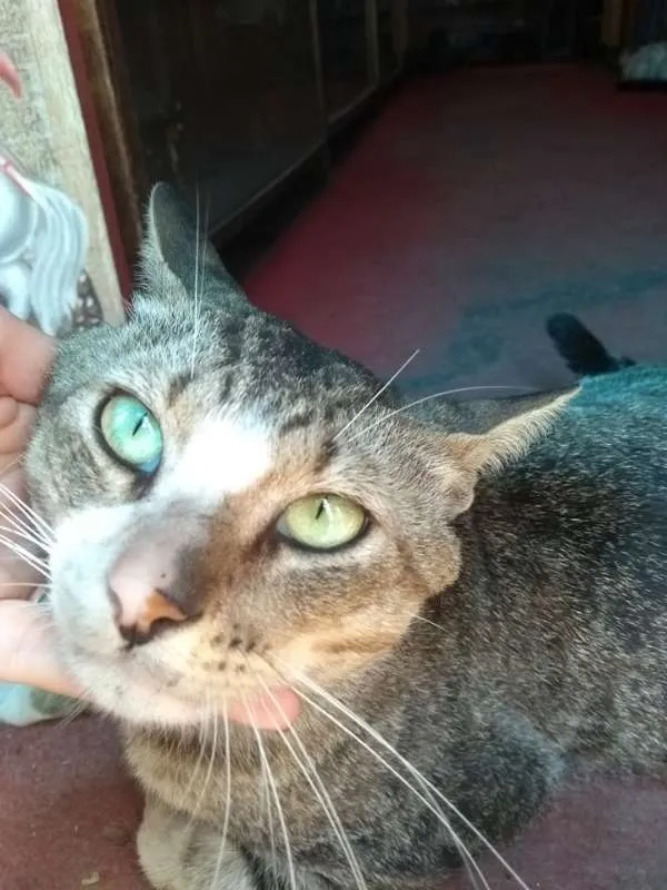 Gato raça SRD idade 3 anos nome Bob