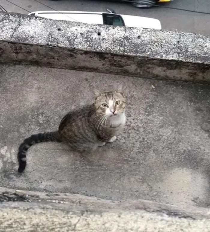 Gato raça SRD idade 3 anos nome Bob