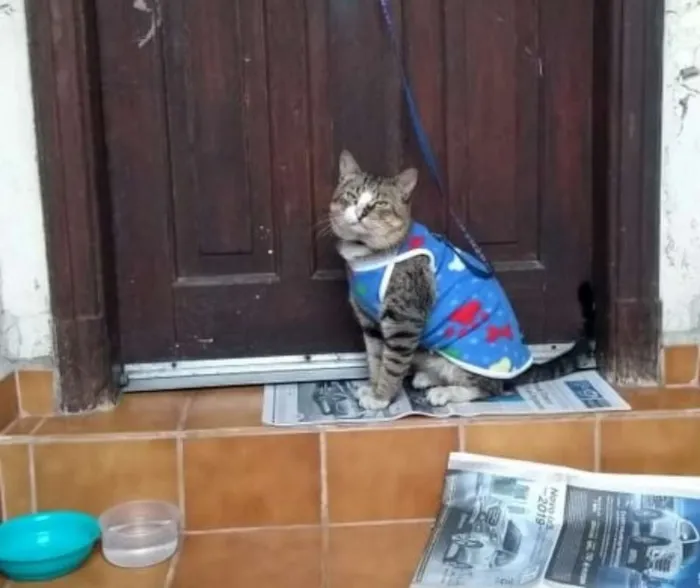 Gato raça SRD idade 3 anos nome Bob