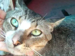 Gato raça SRD idade 3 anos nome Bob