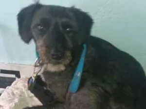 Cachorro raça SRD idade 1 ano nome Lucky