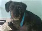Cachorro raça SRD idade 1 ano nome Lucky